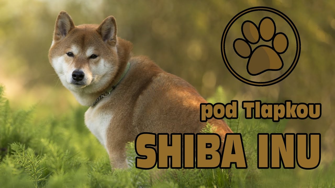 SHIBA- INU | O PLEMENU