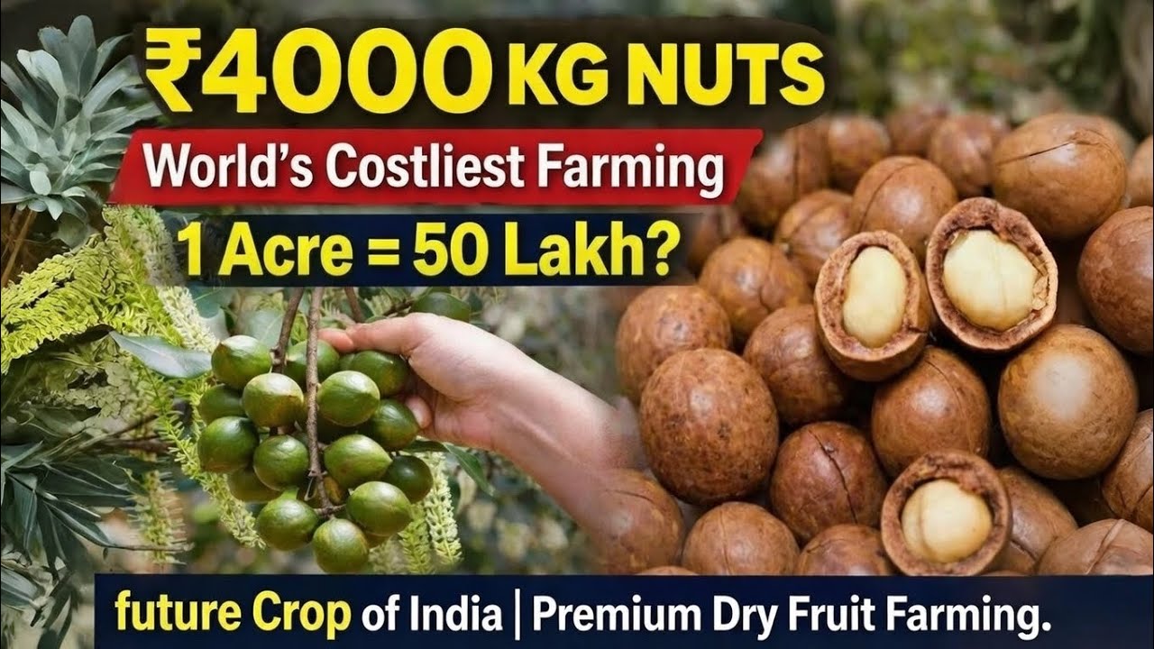 ₹4000 Per KG Nuts Farming 😳 | 1 Acre = 50 Lakh Income? | Macadamia Nuts farming || Farming life !
