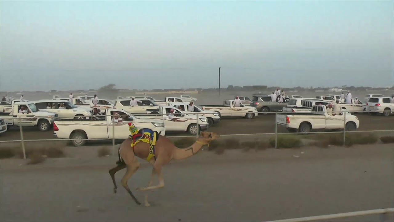 مهرجان الشبل 2023 الشوط الاول