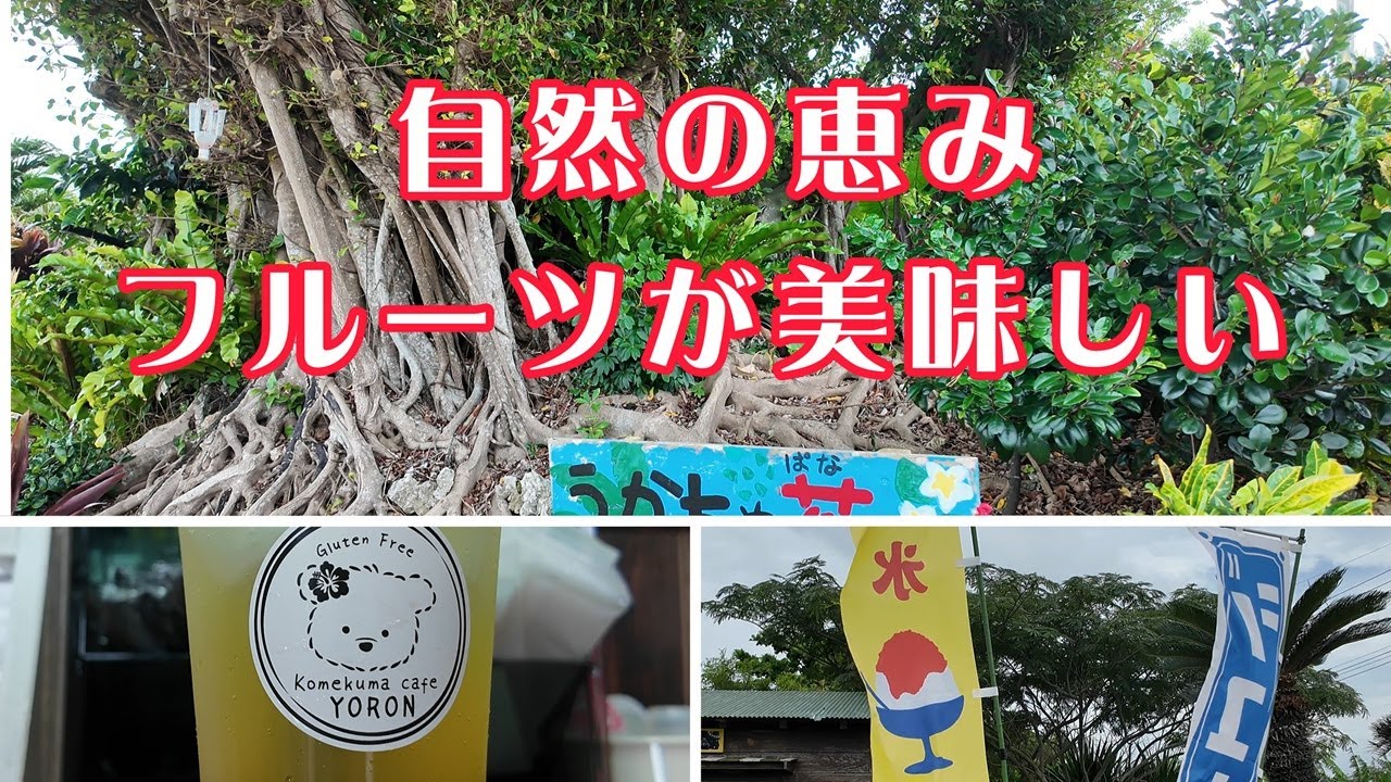 【与論島移住Vlog#102】土日だけやってるオアシスのようなお店が近所にできました。Komekuma Cafe Yoron。お庭兼果樹園も見学させていただきました。