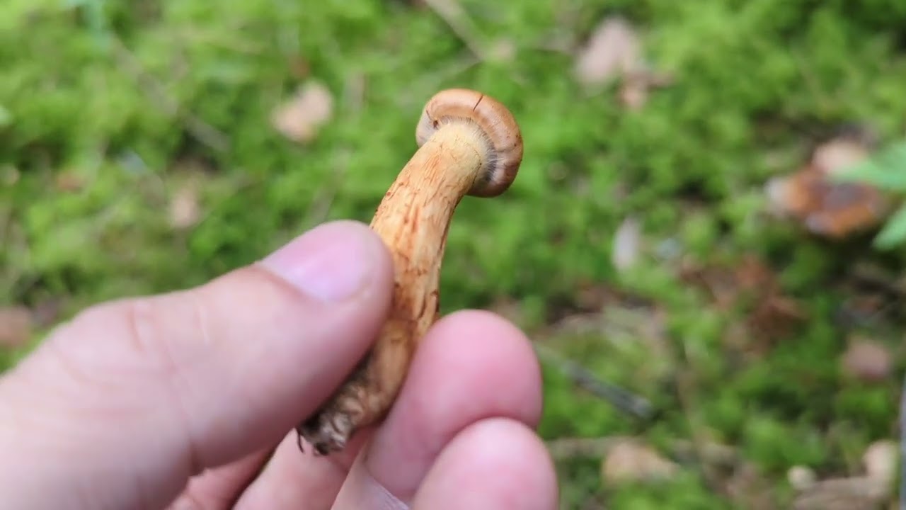 Паутинник красный (Cortinarius rubellus)