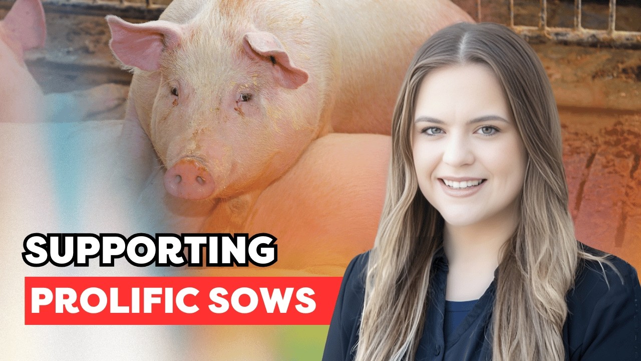 Why sows need more nutrients - Katlyn McClellan