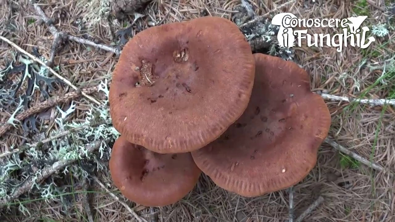 Conoscere i Funghi - Lactarius rufus