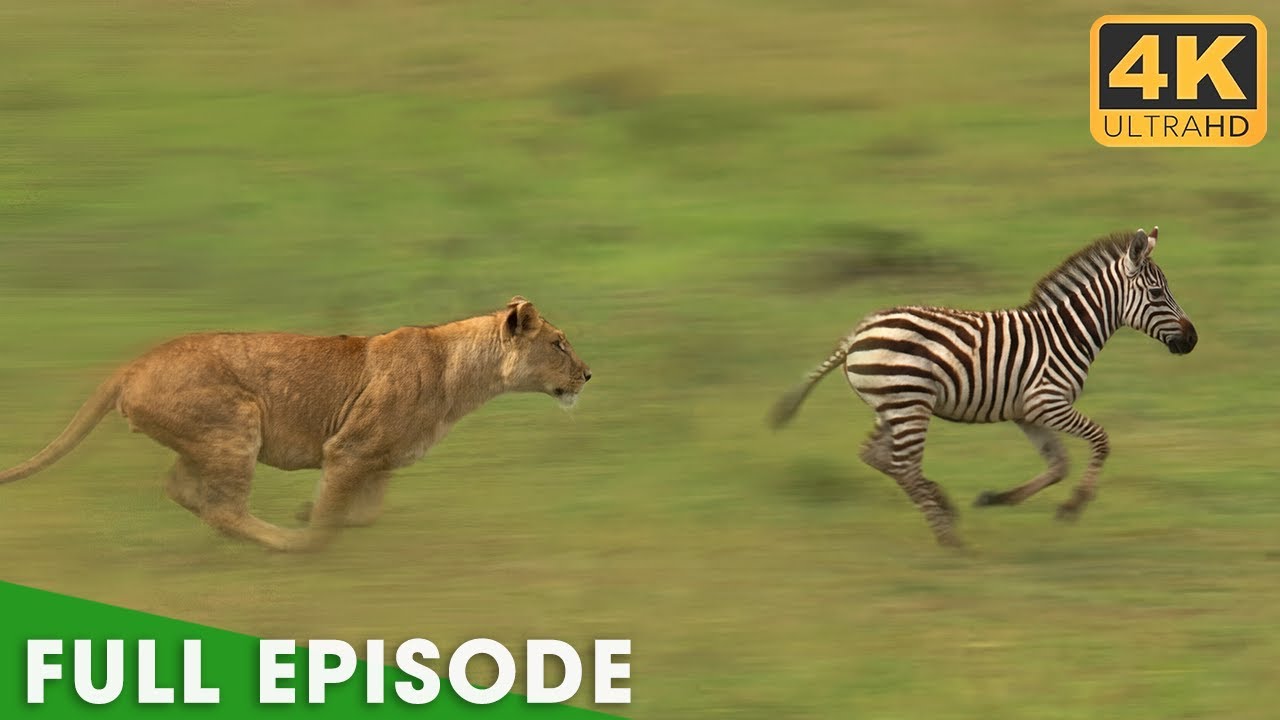 PREDATOR VS PREY | The Brutal Reality of Serengeti | Nature Animal Documentary