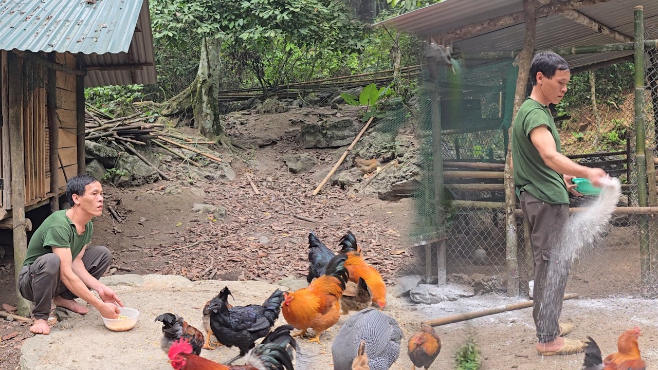 Apply lime to disinfect the chicken coop and care for the flock.