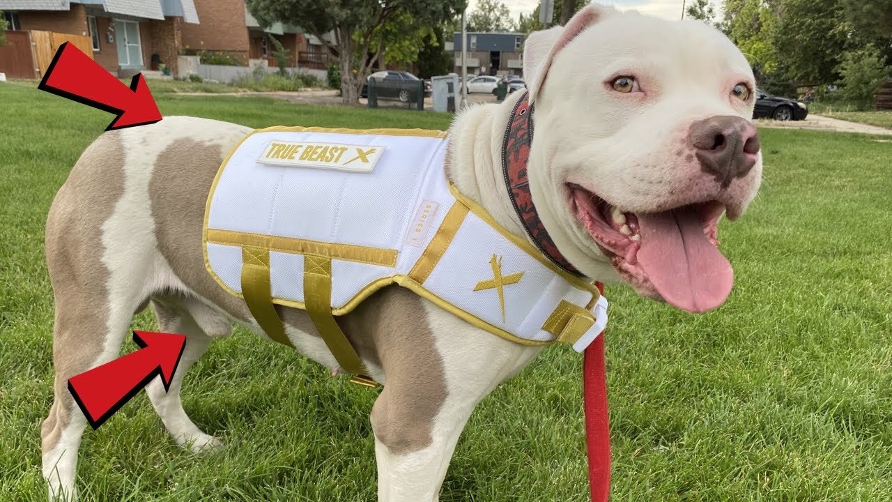 Designer weight vest REVIEW for Pit bull’s!