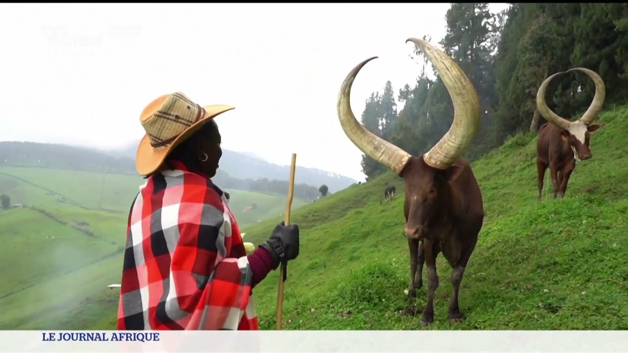 Rwanda : l'inyambo retrouve ses lettres de noblesse