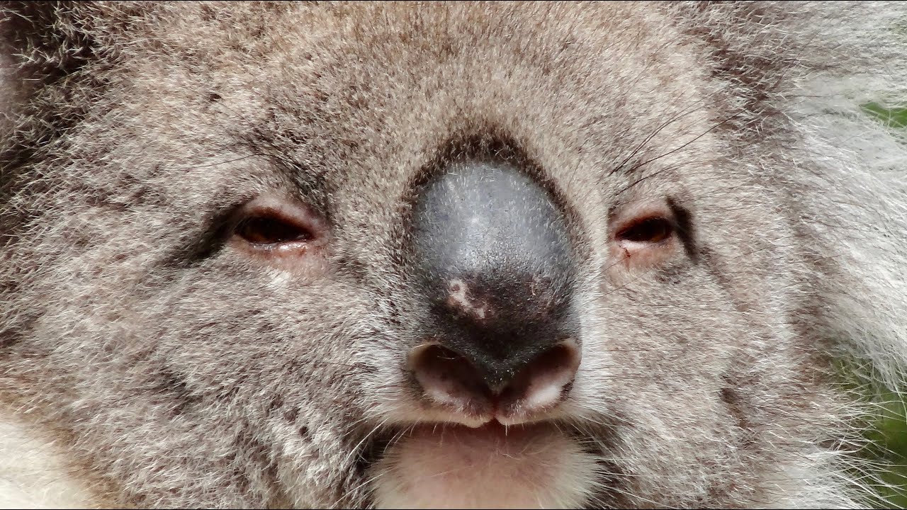 2024 Australia