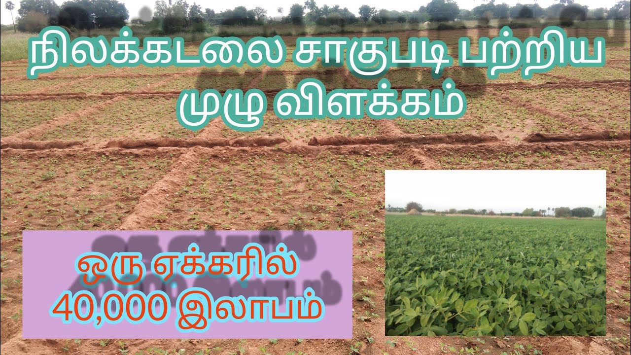 #நிலக்கடலை சாகுபடி | #nilakadalai sagupadi in tamil |#kadalai vivasayam #groundnut cultivation tamil