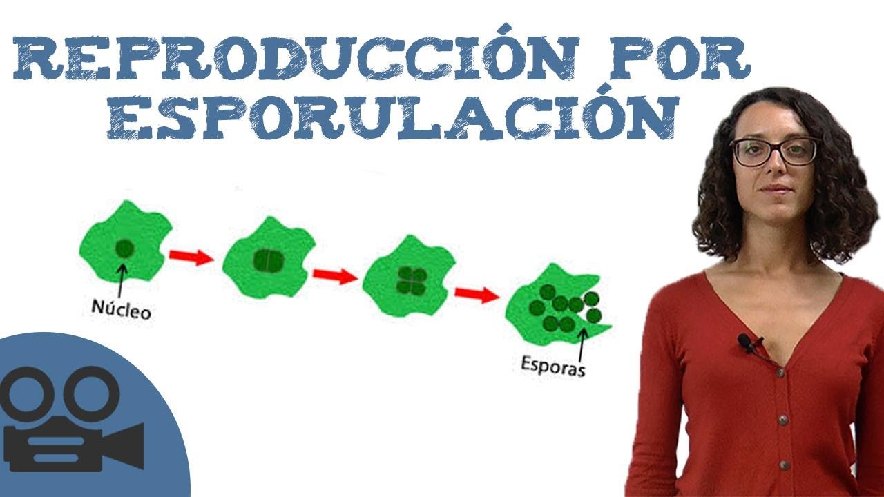 Reproducción por esporulación