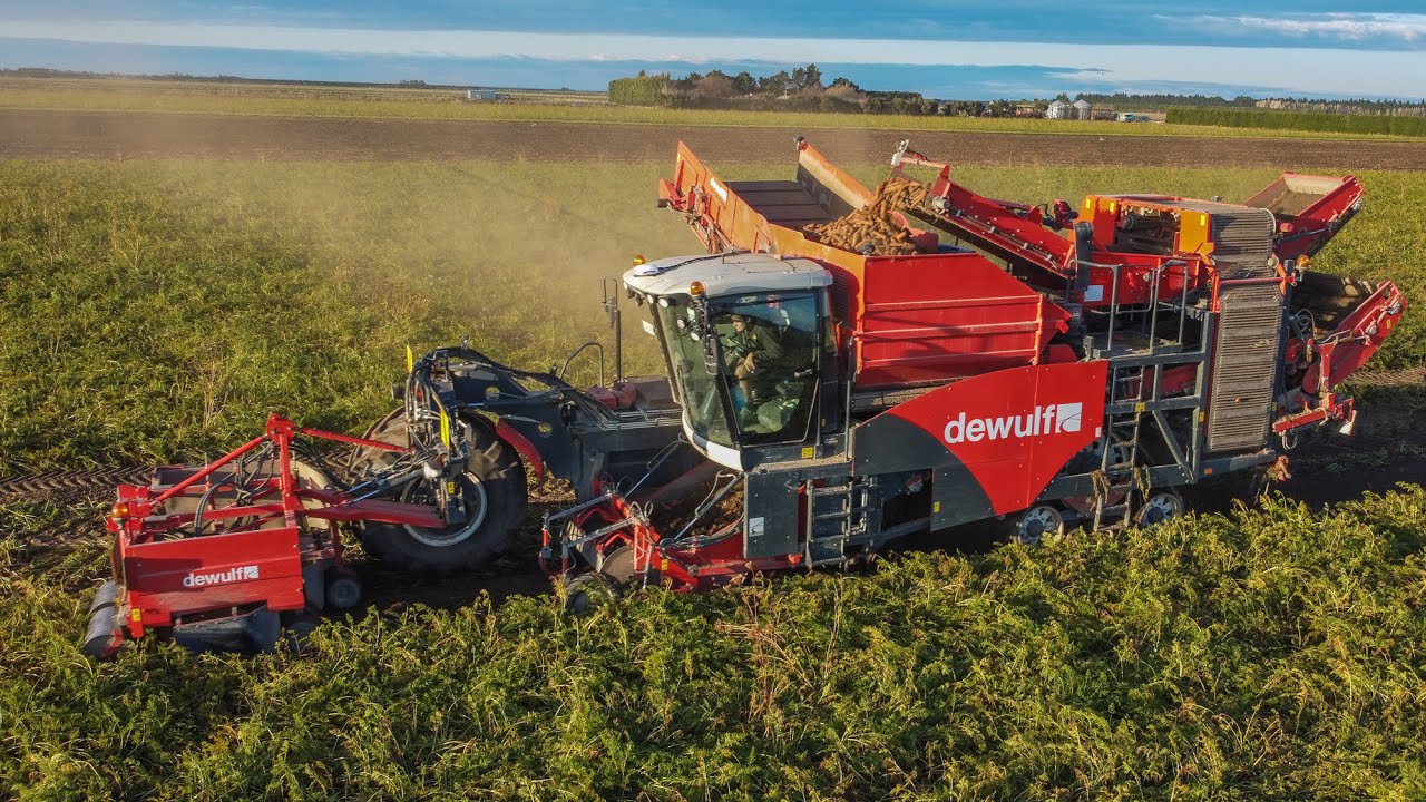 Harvesting Carrots | XL Dewulf RA3060 Harvester