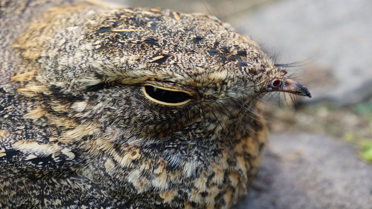 Nightjar  夜鷹  孵卵+啼叫