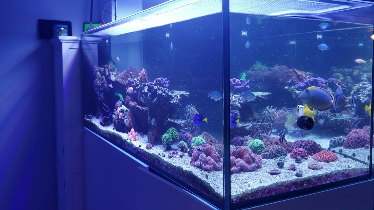Red Sea Reefer 650 Peninsula