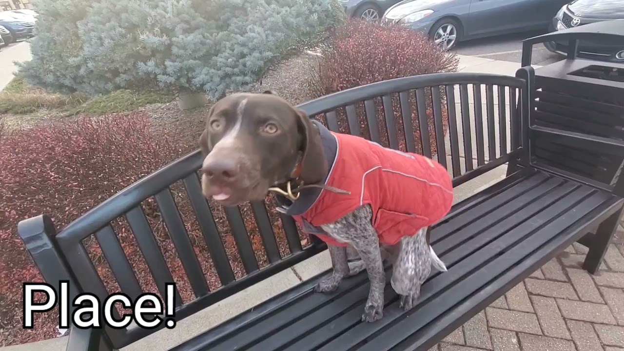Multiple Commands | Bohdi | GSP | Cincinnati Dog Trainers Off Leash K9