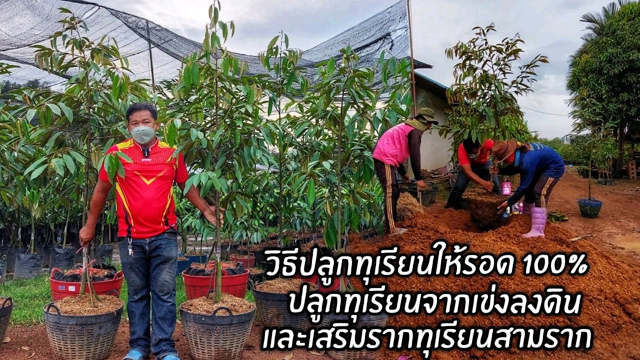 ขั้นตอนการปลูกทุเรียนให้รอด 100% ปลูกทุเรียนจากเข่งลงดิน!!.