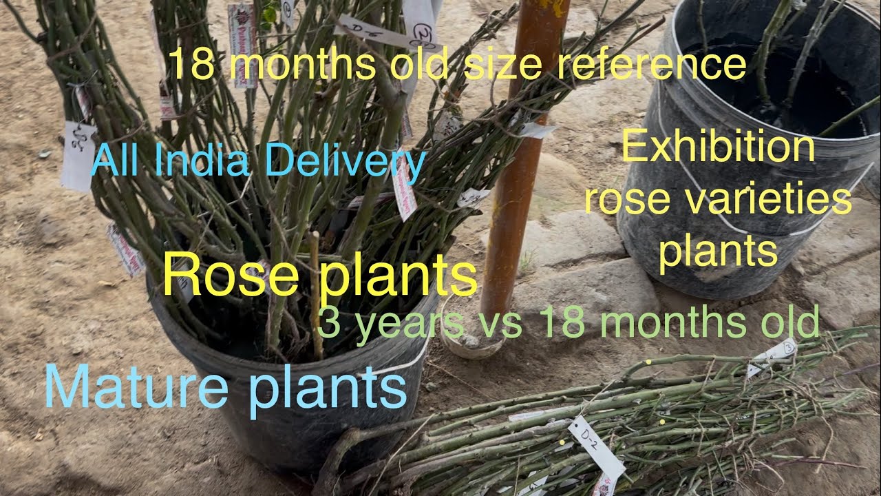 🌹Rose Plants size| Packing &Dispatching | 18 Months old Vs 3 years old | Pushpanjali Rosery Bareilly