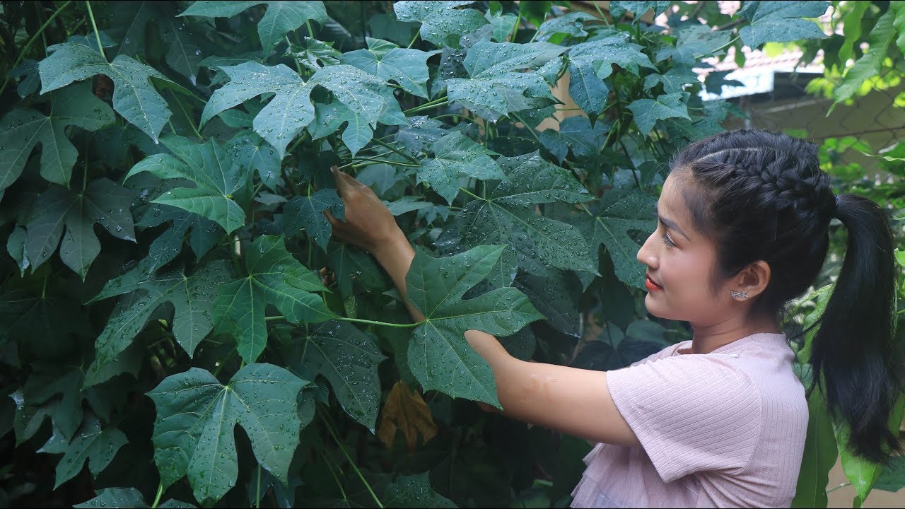 Yummy healthy food - Chaya leaves with cow heart recipe cooking by countryside life TV.
