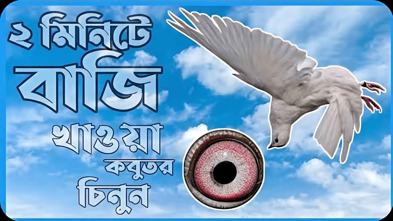 how to identify rolling pigigeon 🕊️ || কোন গিরিবাজ বেশি ডিগবাজি খায় কিভাবে চিনবো || #pigeon