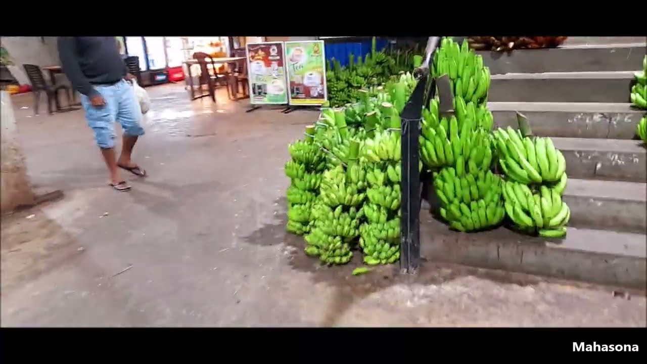 අවුරුද්දට පෑළියගොඩ කෙසෙල් කැන් ලක්ෂ ගණනින් ගොඩ ගසා  ඇති අයුරු