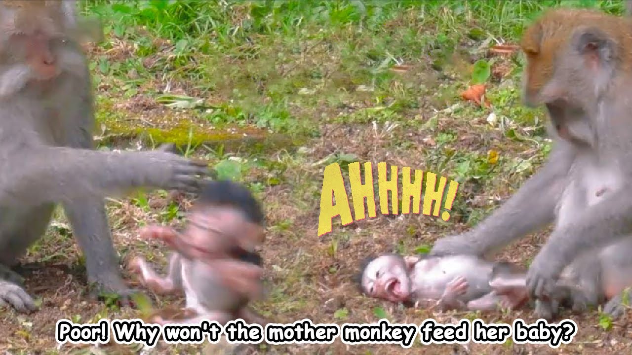 The life of wild animals. The little monkey was not fed by his mother even though he was very hungry