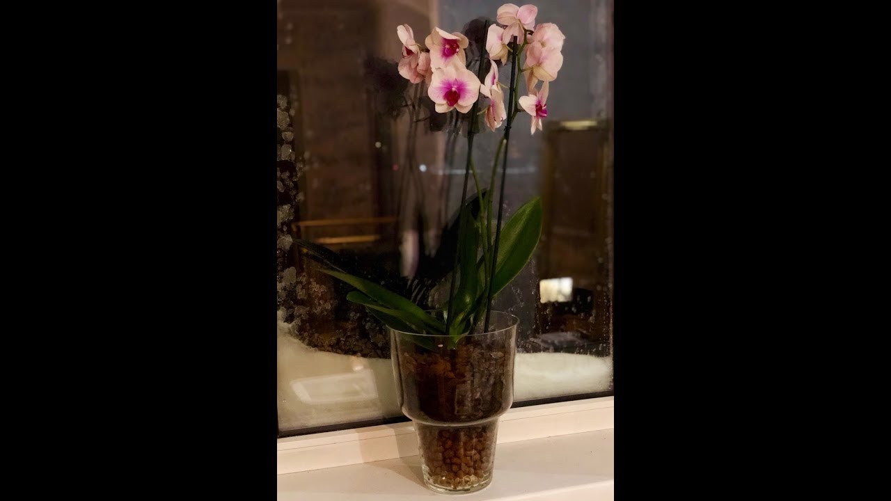 Planting orchid in glass vase