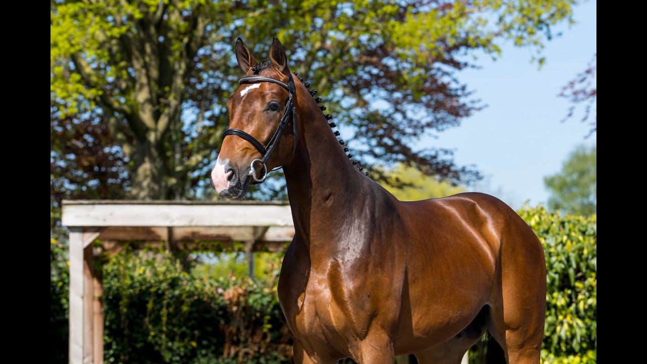 Schone W (Carrera x Kannan)- Bay – Stallion – KWPN – Born: 2022 – 1.66m