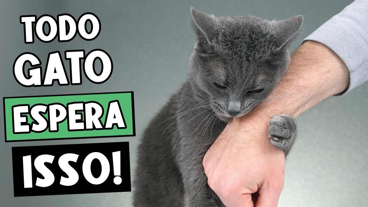 As regras que TODO gato espera que você SIGA (mas NINGUÉM fala disso)