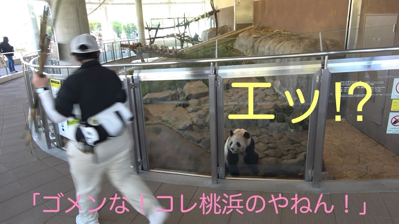 (Panda видео) [10/25, Ouhin 🌸 только один для меня !?] 🍑 Touhin бамбуковый / Разговор с Zookeeper /