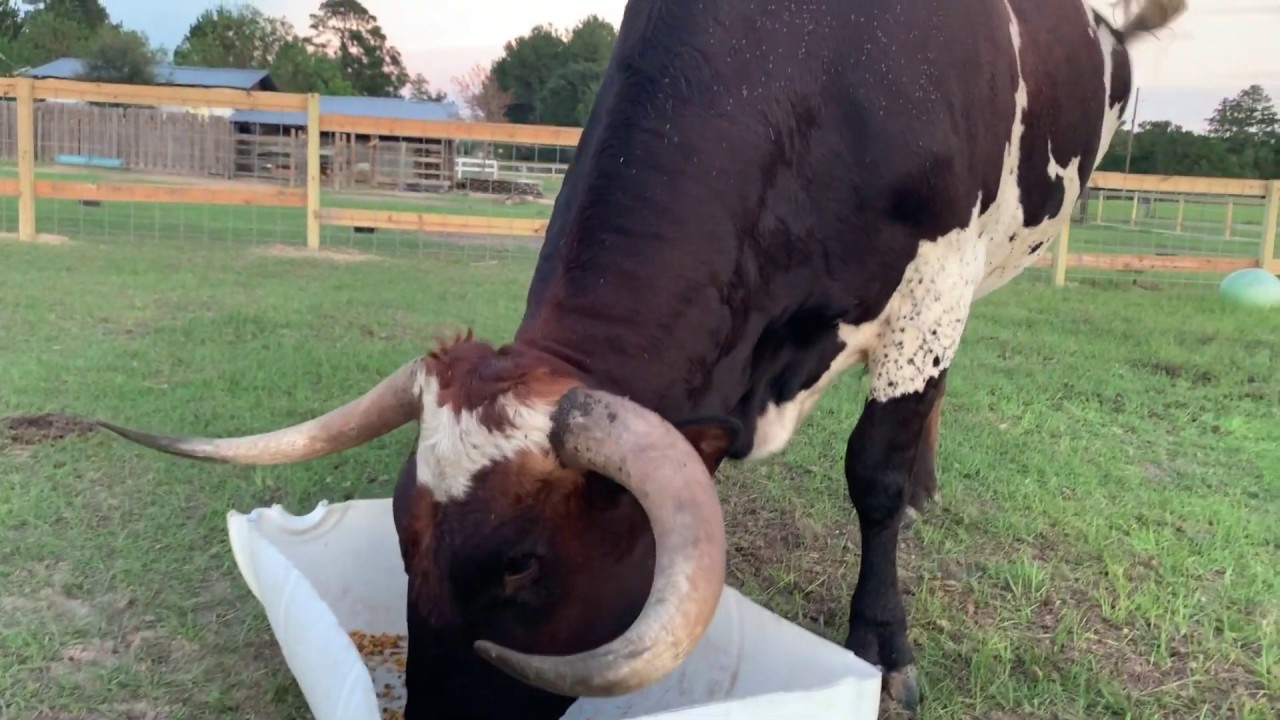 Getting to Know TEX 