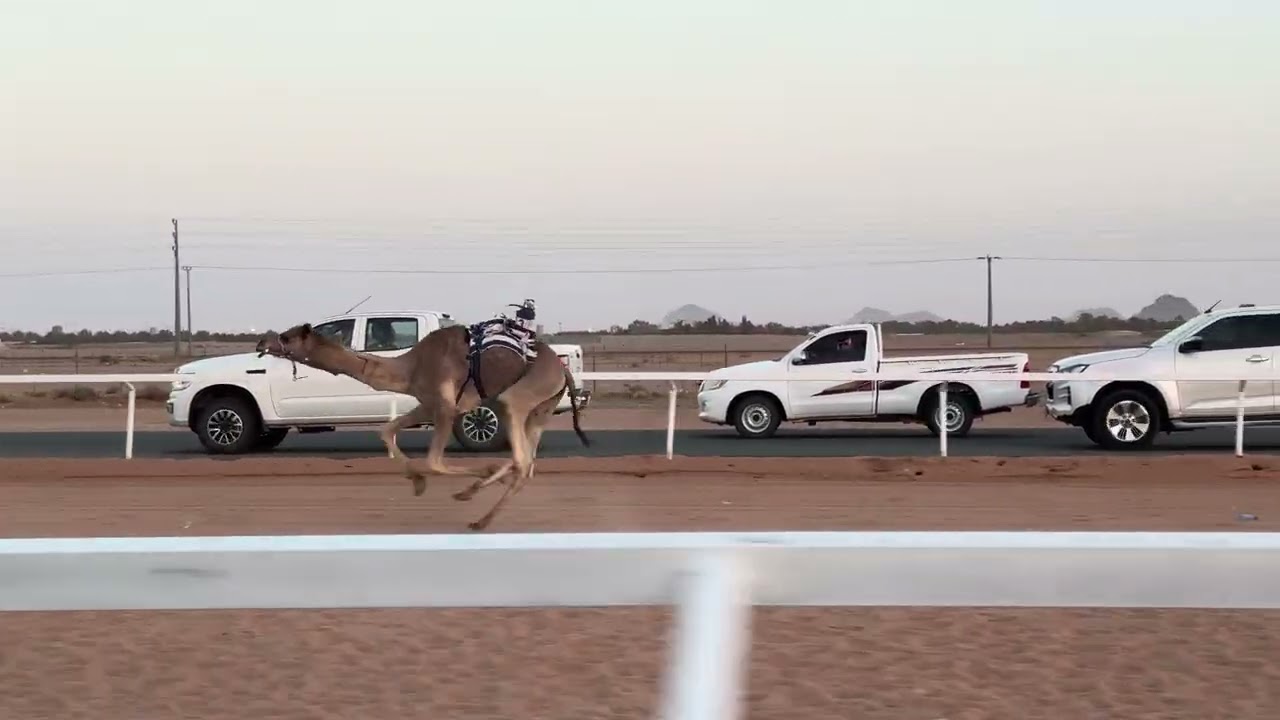 ش 2 رئيسي قعدان لقايا مبلغهم ل فهد عيدالسعدي 