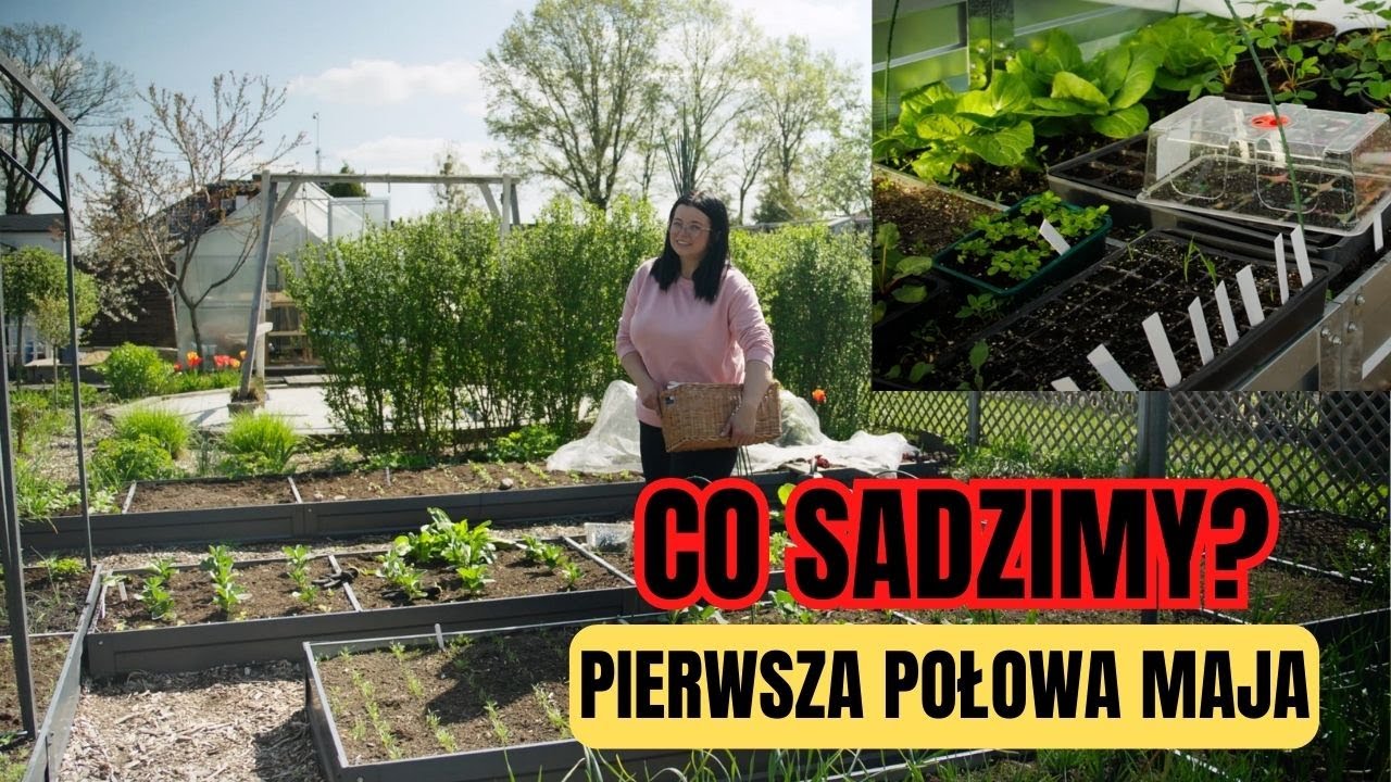 UPRAWA WARZYW PIERWSZA POŁOWA MAJA. OGRÓD WARZYWNY Z KASIA.IN