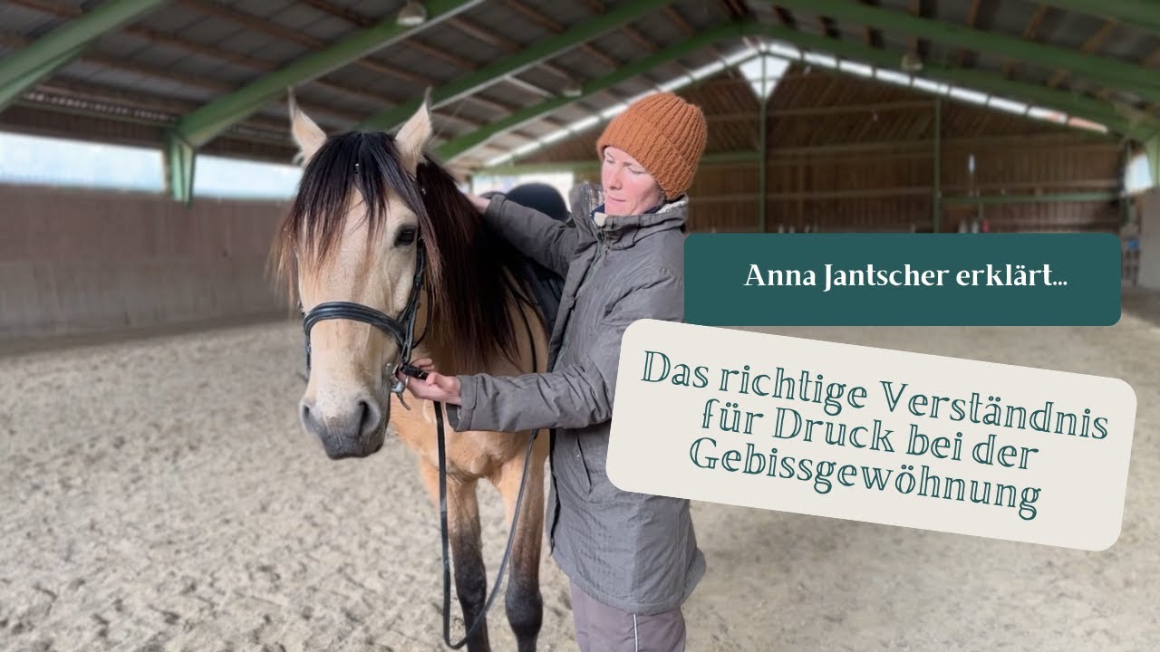 Verständnis für Druck bei der Gebissgewöhnung - Anna Jantscher von Herz und Hirn Pferdetraining