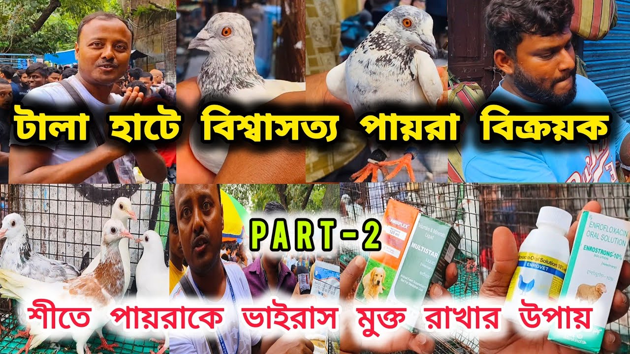টালা হাটের বিশ্বাসত্য পায়রা বিক্রয়ক।কলকাতার বিখ্যাত টালা হাট।PART-2।@pigeonsloverrj9600