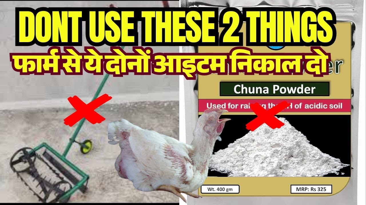 how to reduce ammonia in poultry house | पोल्ट्री फार्म में अमोनिया से बचाव Ali Veterinary Wisdom