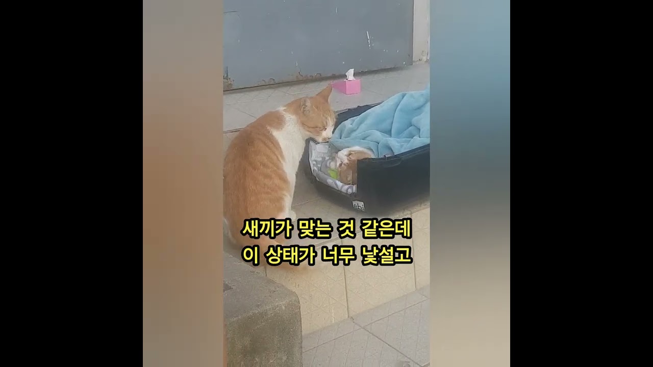 계절이 3화 | 극적 상봉 @cats_gogogohouse