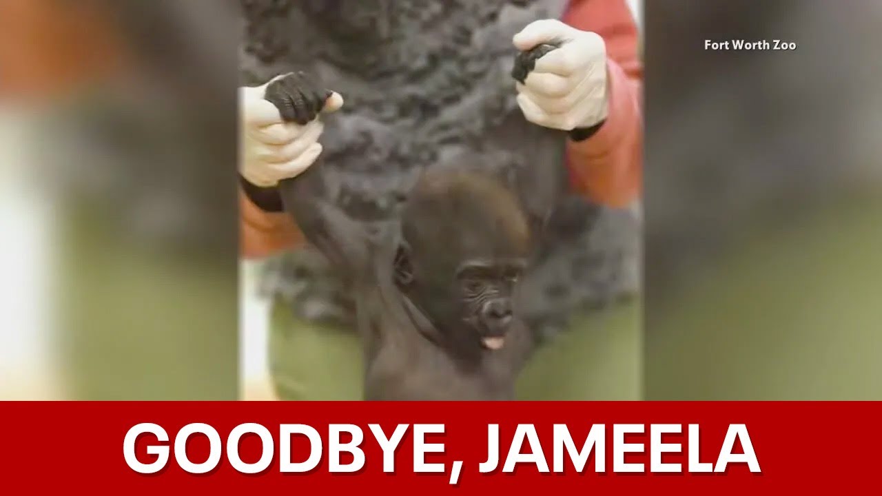 Fort Worth Zoo's baby gorilla headed to Ohio