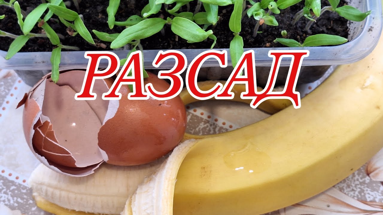 6 Рассада – три секрета сильной и здоровой рассады