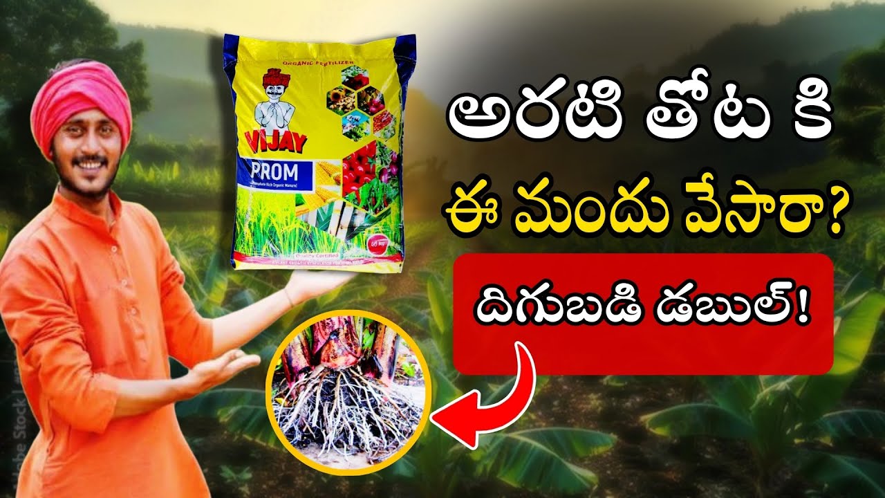 అరటి తోటకి Vijay PROM వేశాను 😲 | Root Growth & Yield పెరుగుతుందా? | Banana Farming