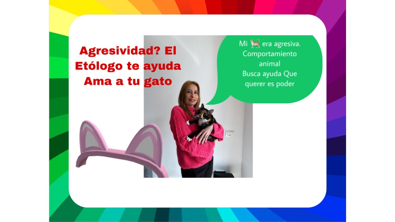 Agresividad en Gatos 🐈 Etología la respuesta a problemas de comportamiento