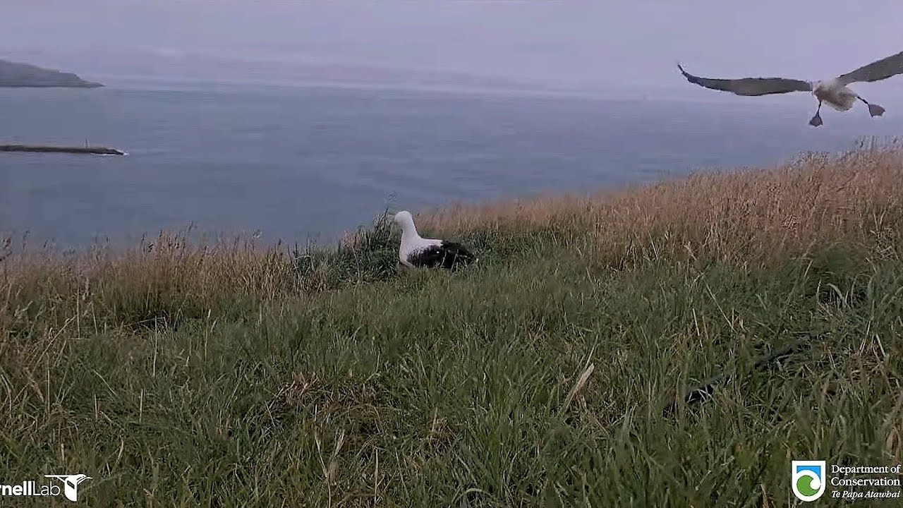 Royal Albatross - BOK❤️ is back at Plateau 🌿