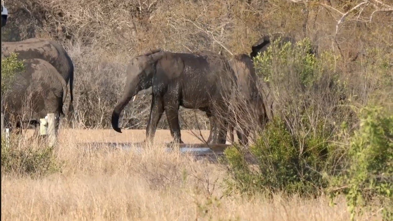 Thirsty Elephants Take Over Waterhole!🐘💦💯