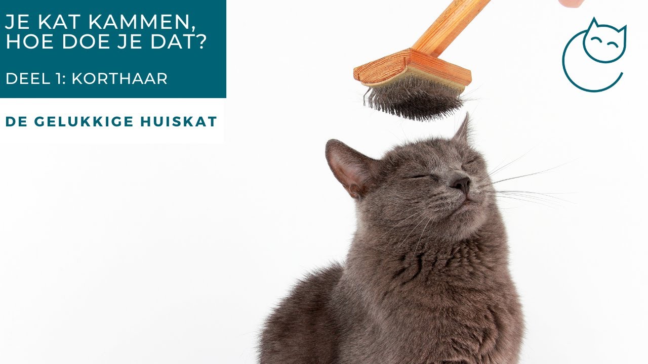KATVRIENDELIJK KAMMEN DEEL 1: KORTHARIGE KATTEN