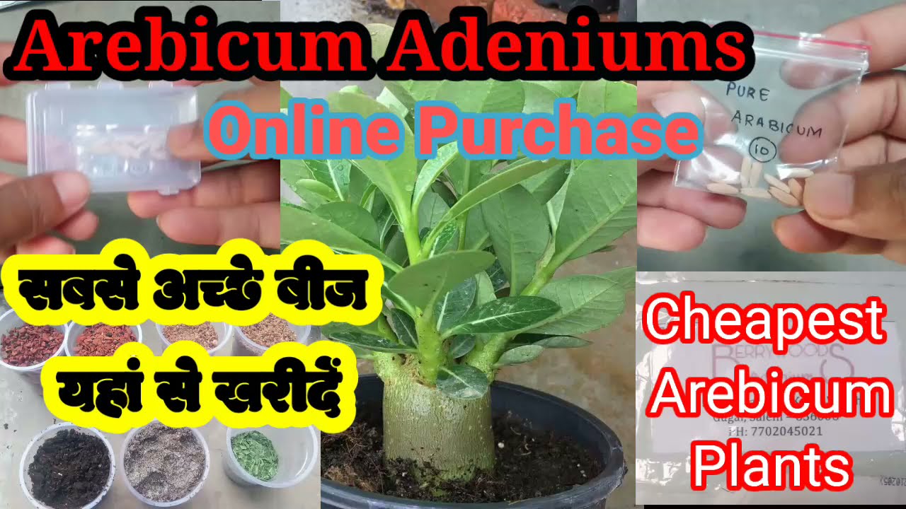 Cheapest online Adenium Arebicum seeds purchase. How to buy adenium arebicum seeds online