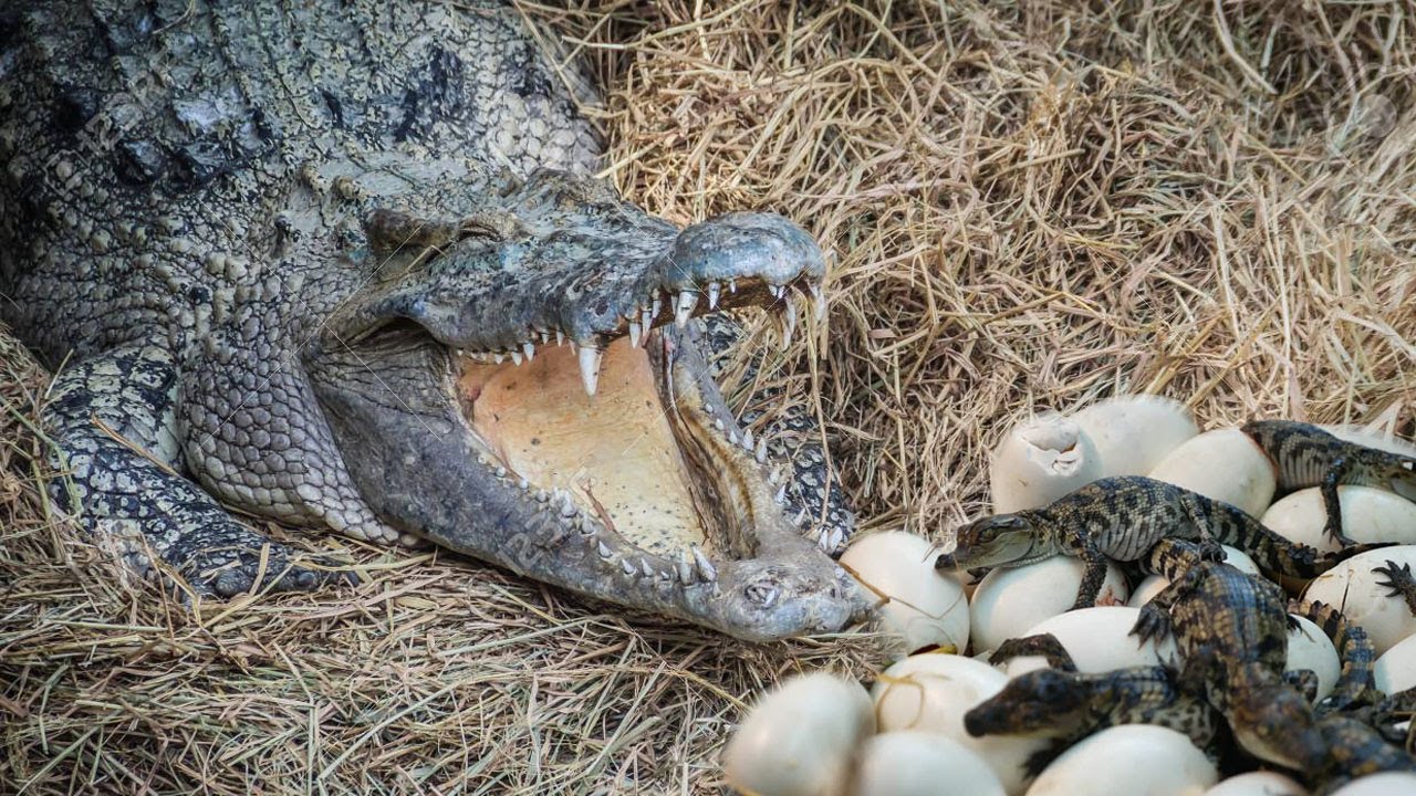 How a crocodile laying eggs? Incredible!