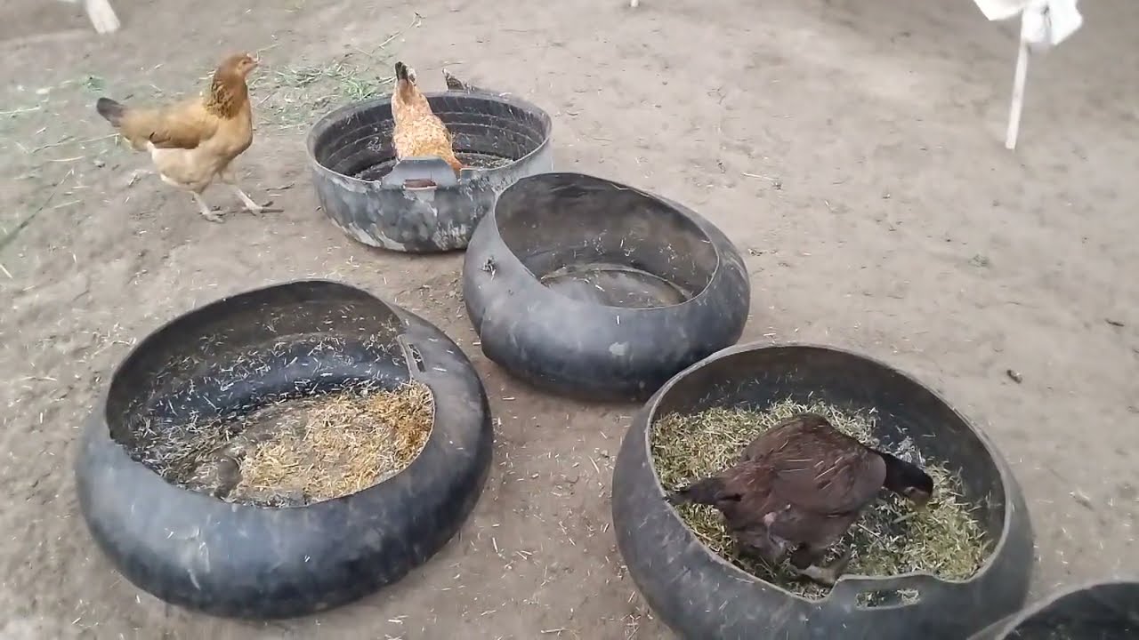 Playful Chickens in the Farmyard || Natural Bird Sounds || Peaceful Rural Life