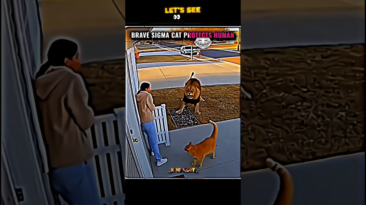 REAL SIGMA CAT HERO MOMENT &ndash; WATCH TILL THE END #trollface #edit #trendingshorts