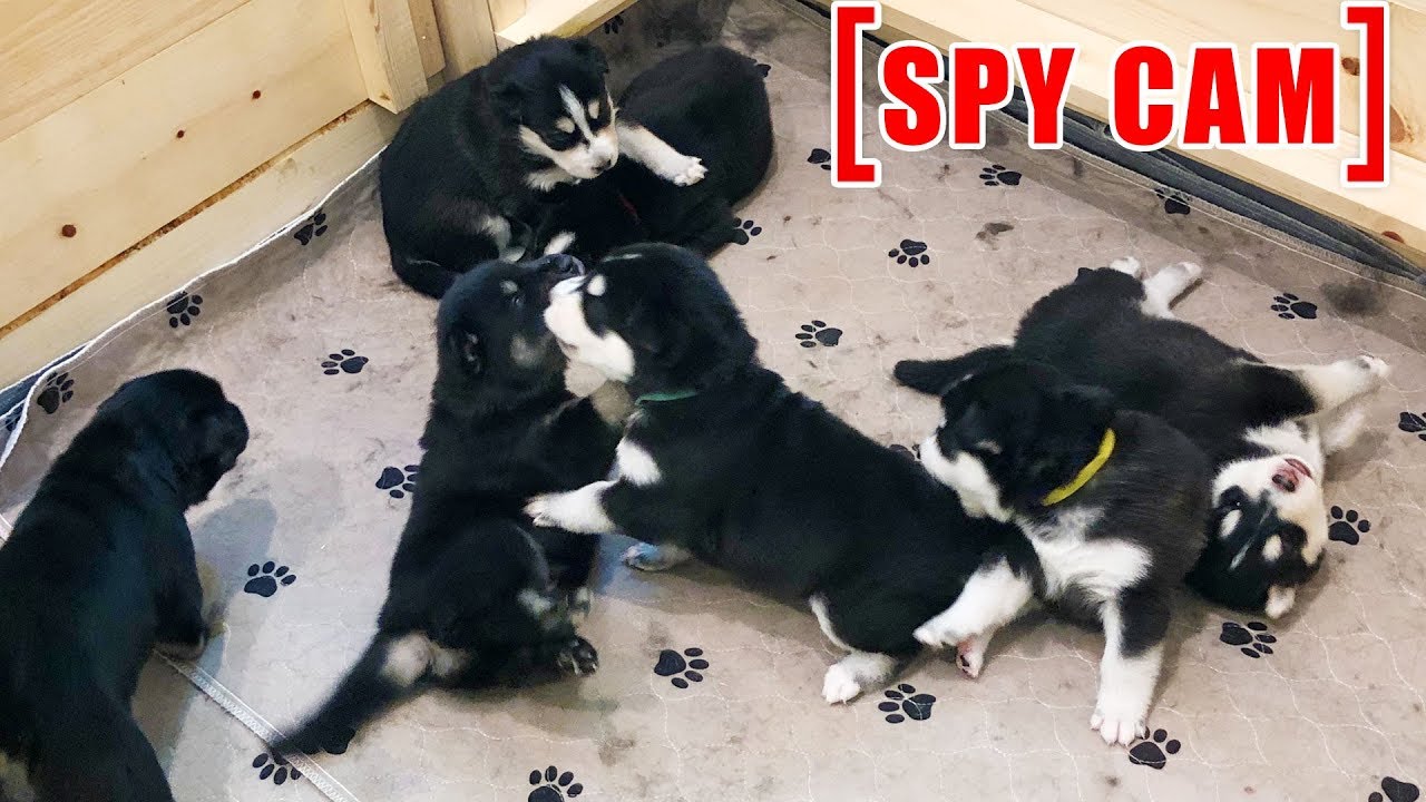 What my Puppies do While I'm Not Home?