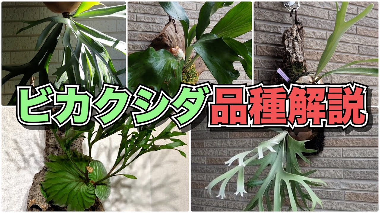 【全5種】ビカクシダの品種を特徴・育て方・値段帯を踏まえて解説！