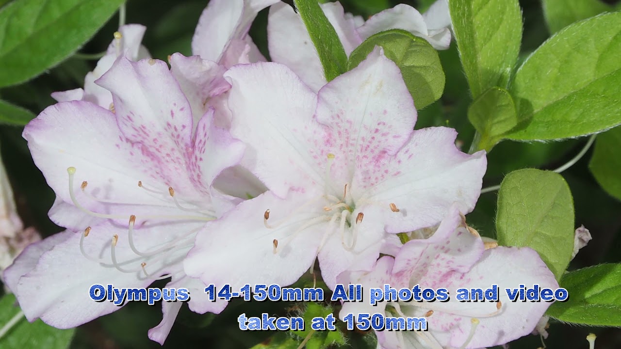 How sharp is the Olympus 14 to 150 lens?