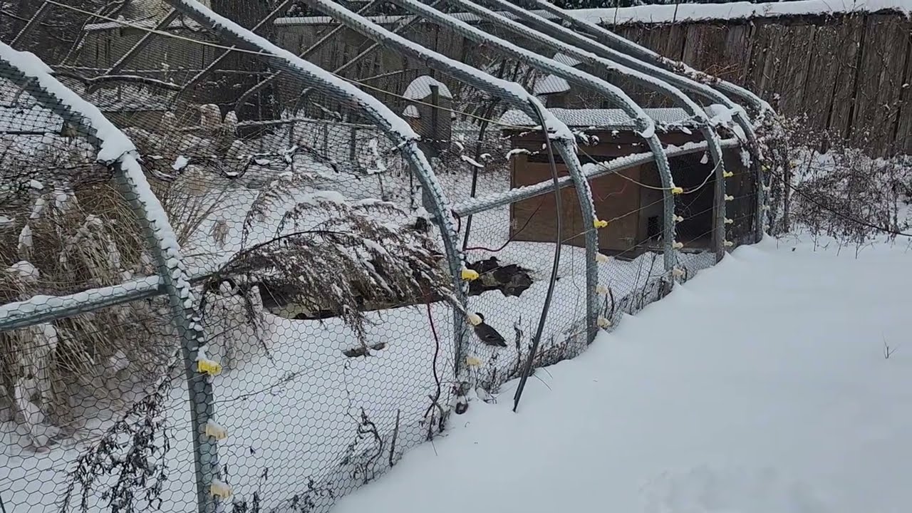 8 inches of snow with the ducks.